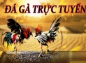 SV388 – Mẹo chơi đá gà trực tiếp tại nhà cái đá gà uy tín nhất hiện nay