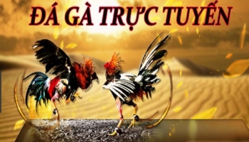 SV388 – Mẹo chơi đá gà trực tiếp tại nhà cái đá gà uy tín nhất hiện nay